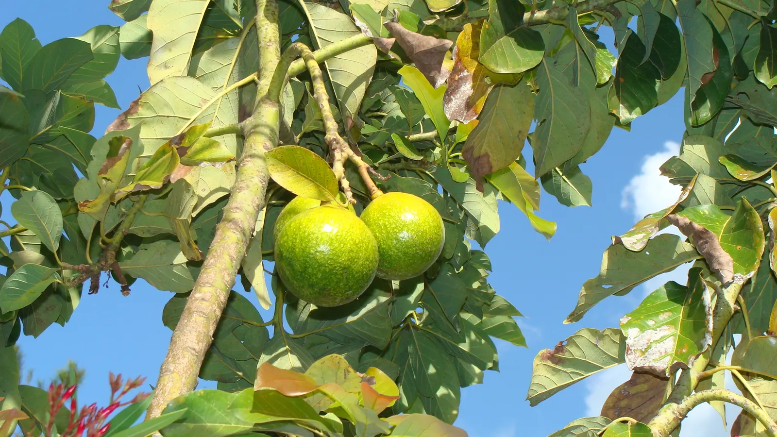 Avocado (Persea Americana) — The tree blooms in early spring, producing inconspicuous greenish-yellow flowers