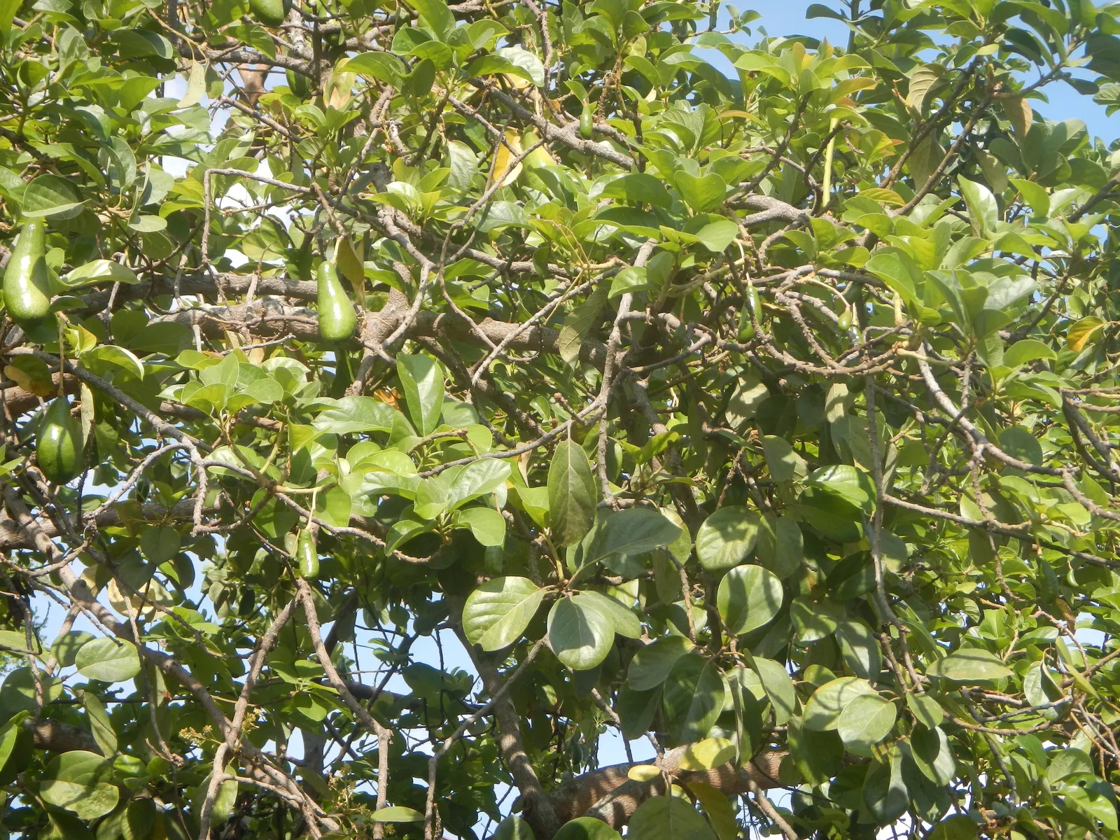 Avocado (Persea Americana) — deep watering to promote a healthy root system; the Avocado (Persea americana) is a fruit-bearing tree, native to, image 72