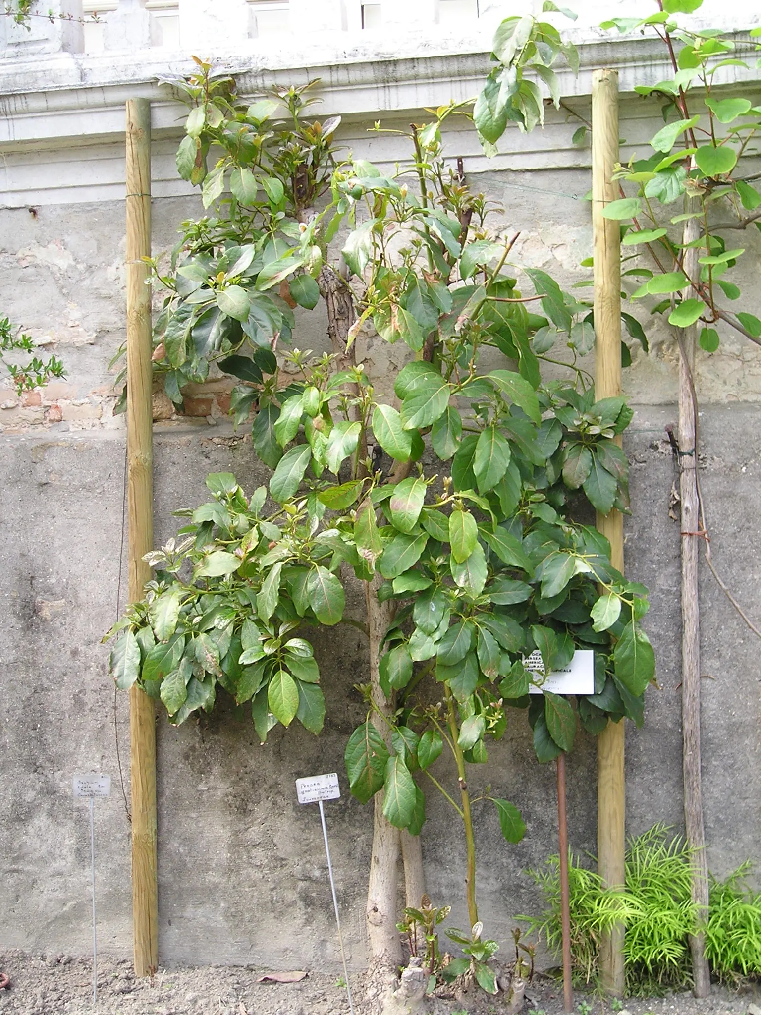 Avocado (Persea Americana) — <br><br>Not only is the Persea americana a visual asset; the tree can reach a height of 40 to 80 feet with a canopy, image 66