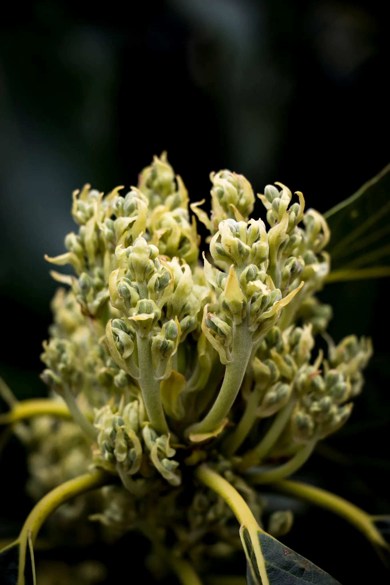 Avocado (Persea Americana) — It favors USDA zones 9b-11 and thrives in well-draining soil
