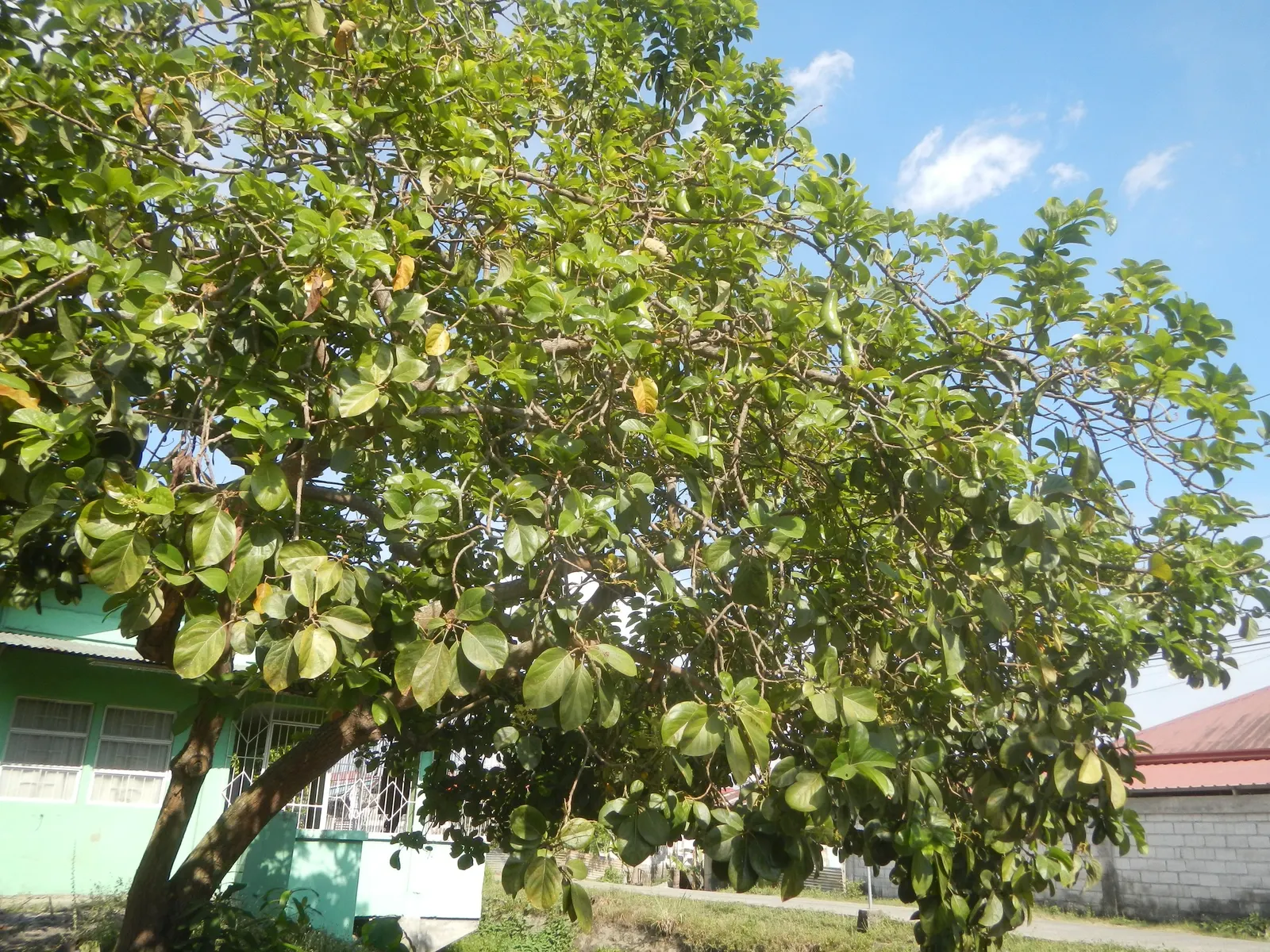 Avocado (Persea Americana) — The tree demands ample sunlight and shelter from wind; successful pollination often requires cross-pollination with another