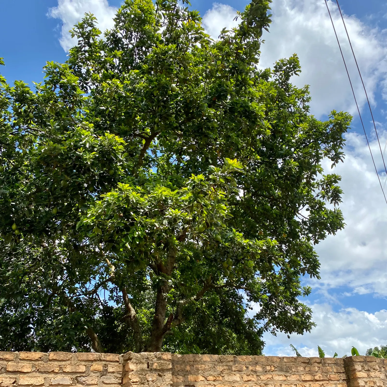 Avocado (Persea Americana) — contributing to the dense; gardeners must be mindful of water needs, image 64