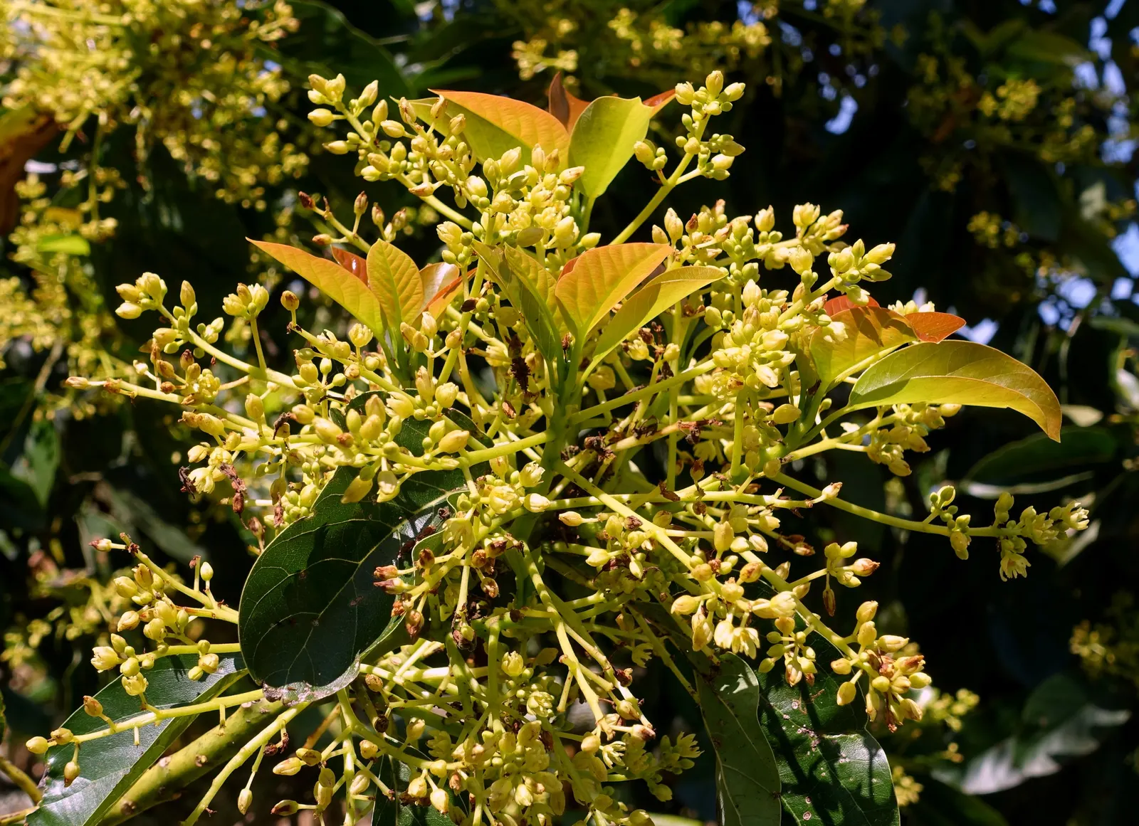 Avocado (Persea Americana) — It favors USDA zones 9b-11 and thrives in well-draining soil; mature trees are more resilient with established root, image 52