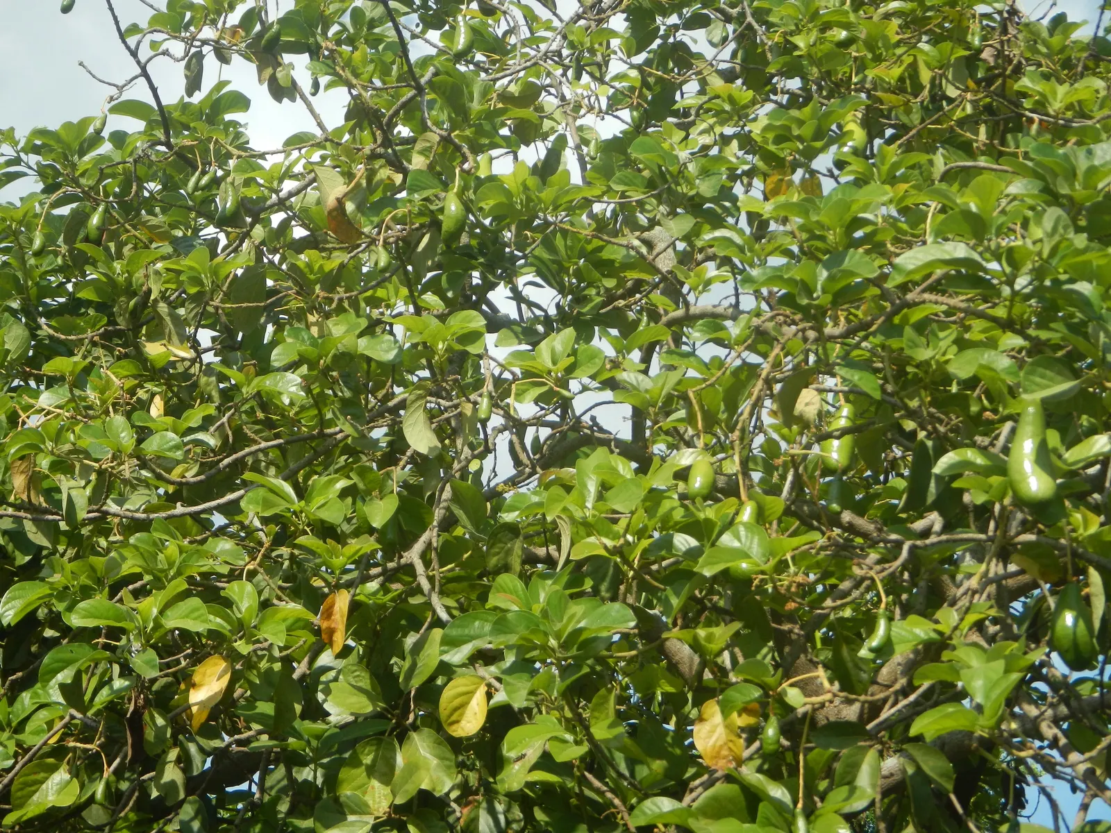 Avocado (Persea Americana) — Avocados require regular watering but are sensitive to frost and extreme heat