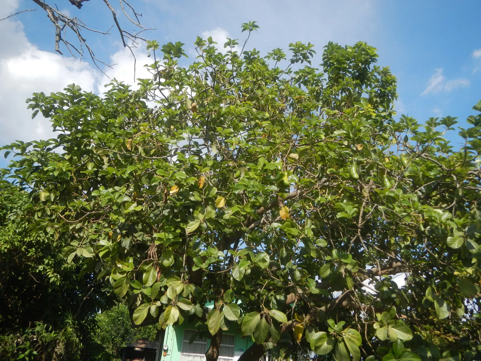 Avocado (Persea Americana) — While young trees benefit from protection against extreme heat and frost