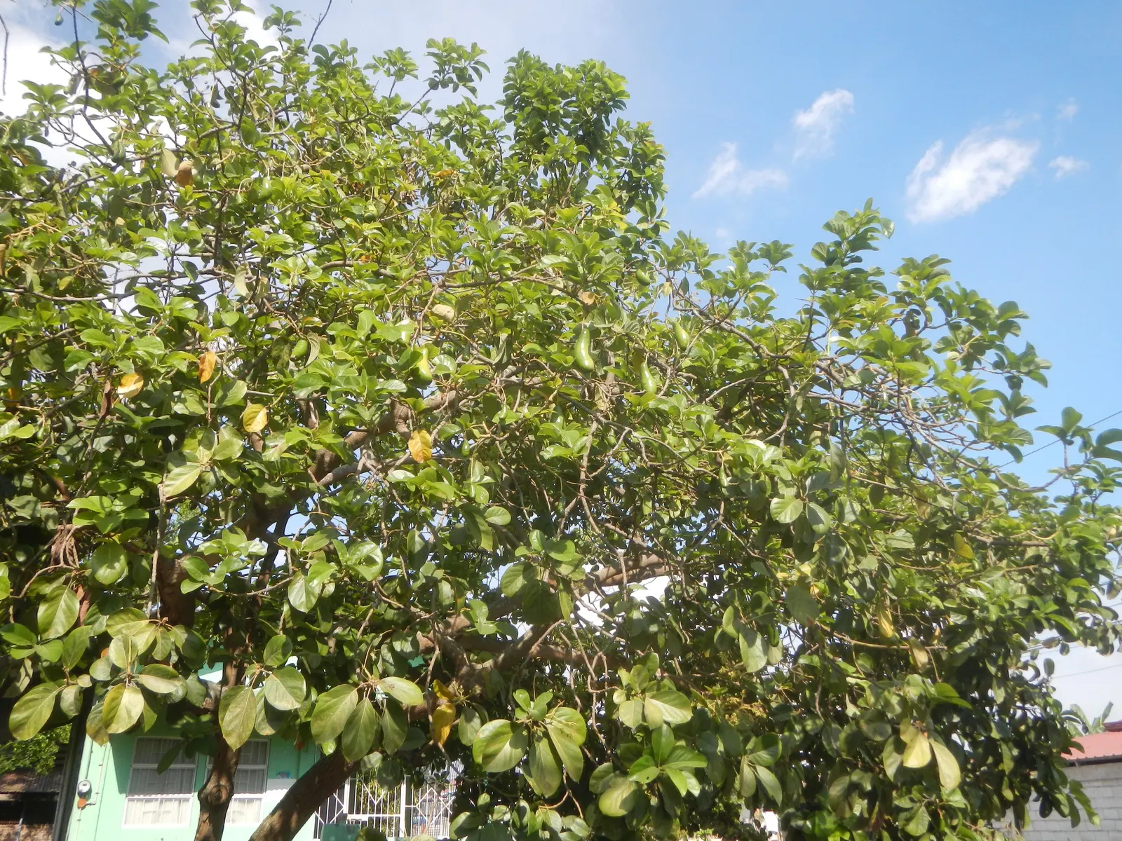 Avocado (Persea Americana) — tree with yellow blooms; layered appearance of its canopy