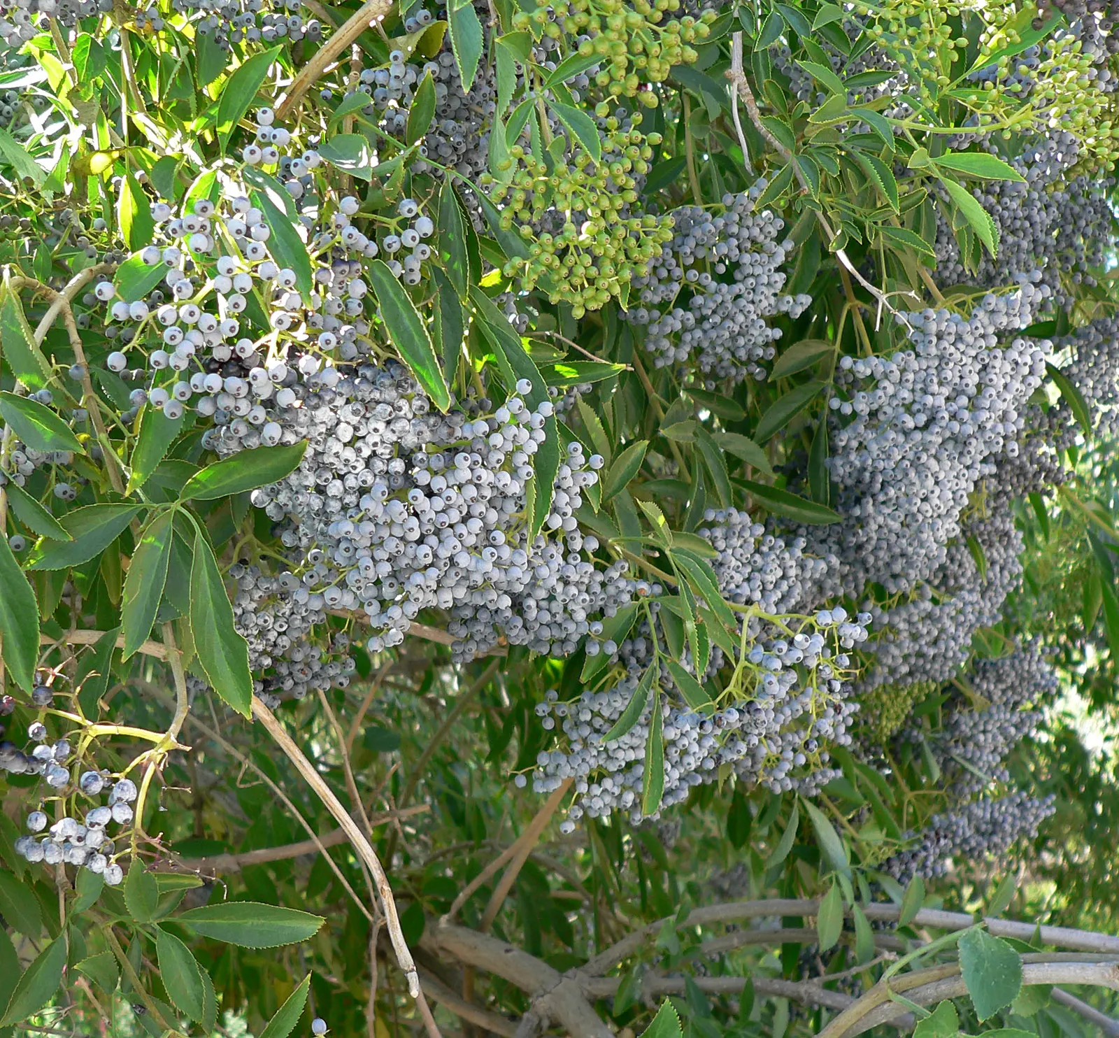 Blue Elderberry (Sambucus Mexicana) — or wildlife garden designs makes it an excellent choice for a variety of settings; this deciduous plant boasts, image 90