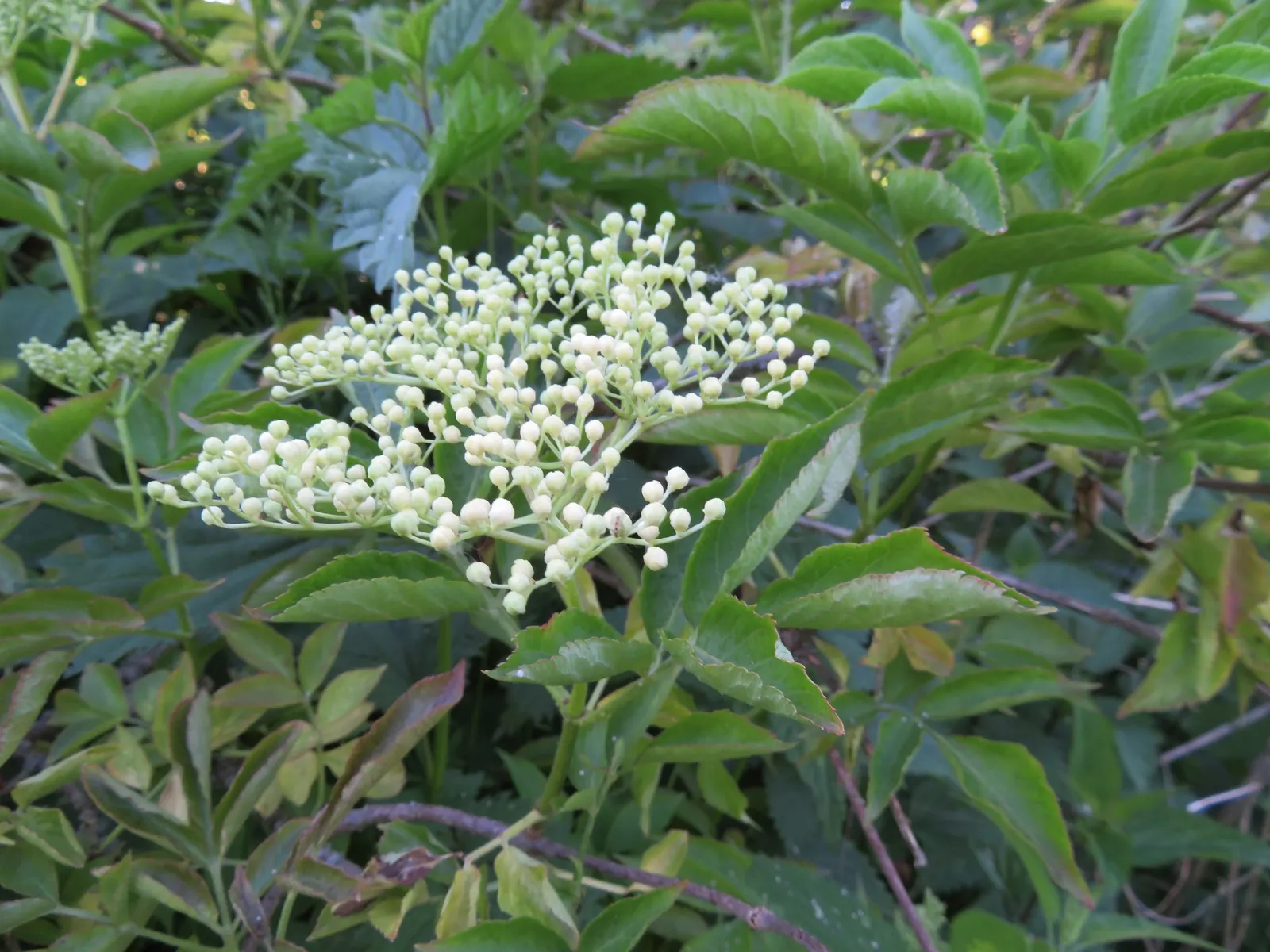 Blue Elderberry (Sambucus Mexicana) — Not only are these berries visually appealing against the backdrop of its dark green leaves