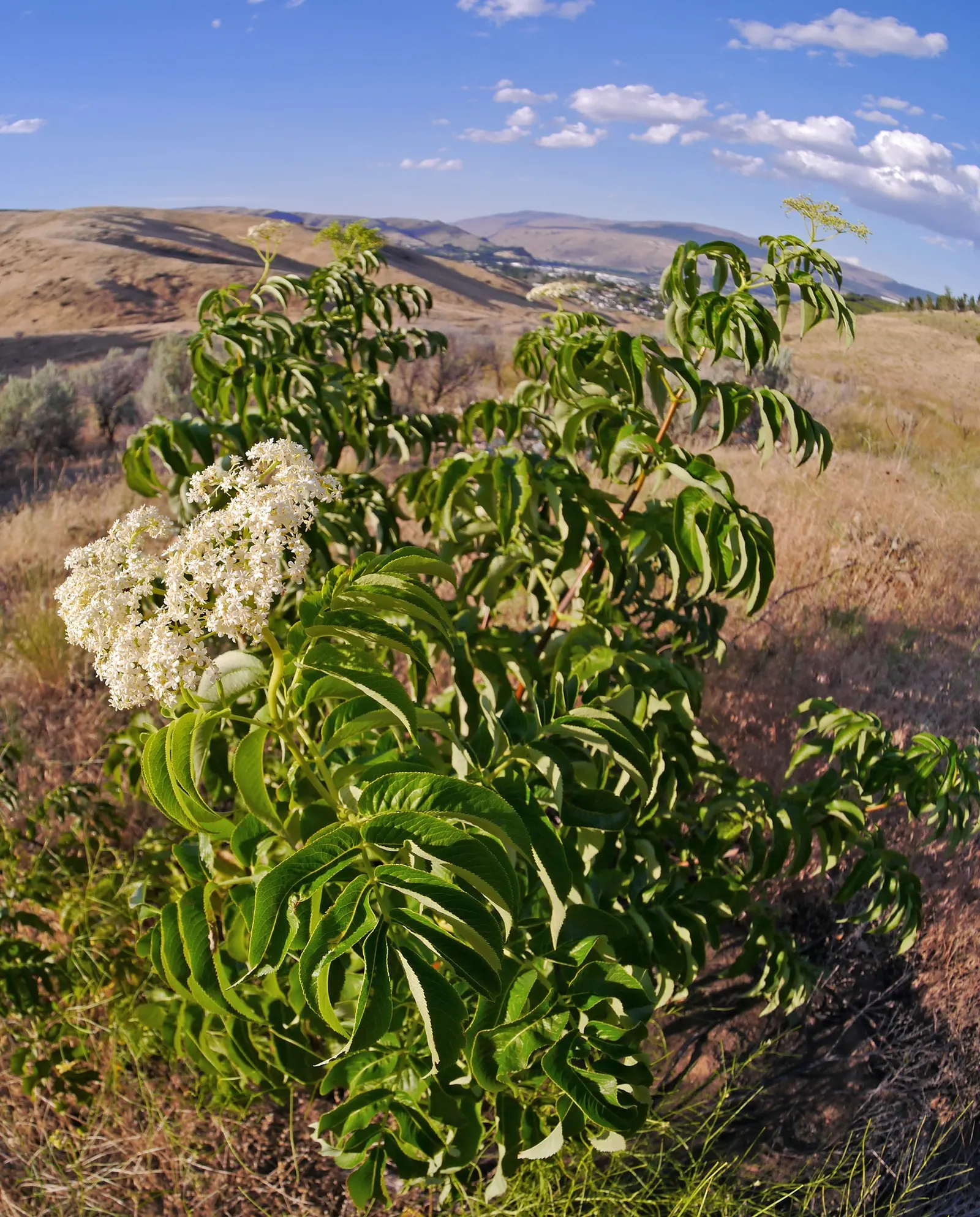 Blue Elderberry (Sambucus Mexicana) — Prune as needed to encourage a more compact growth habit and to remove any dead or diseased wood; its versatility in