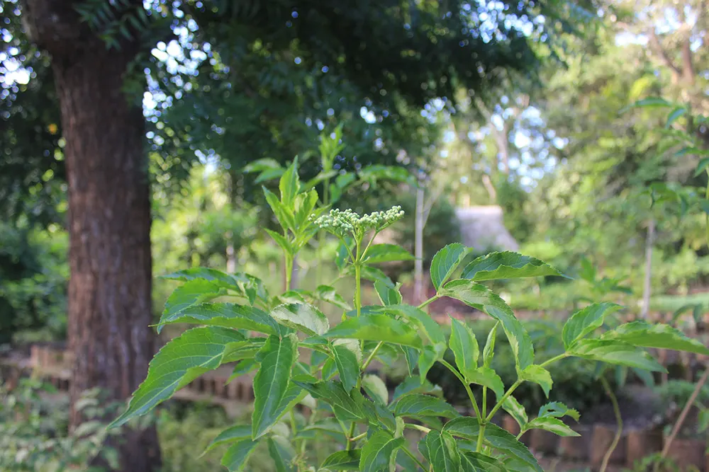 Blue Elderberry (Sambucus Mexicana) — It grows up to 10 feet tall and wide, thriving in USDA zones 7-10; this plant is characterized by its dense, image 74