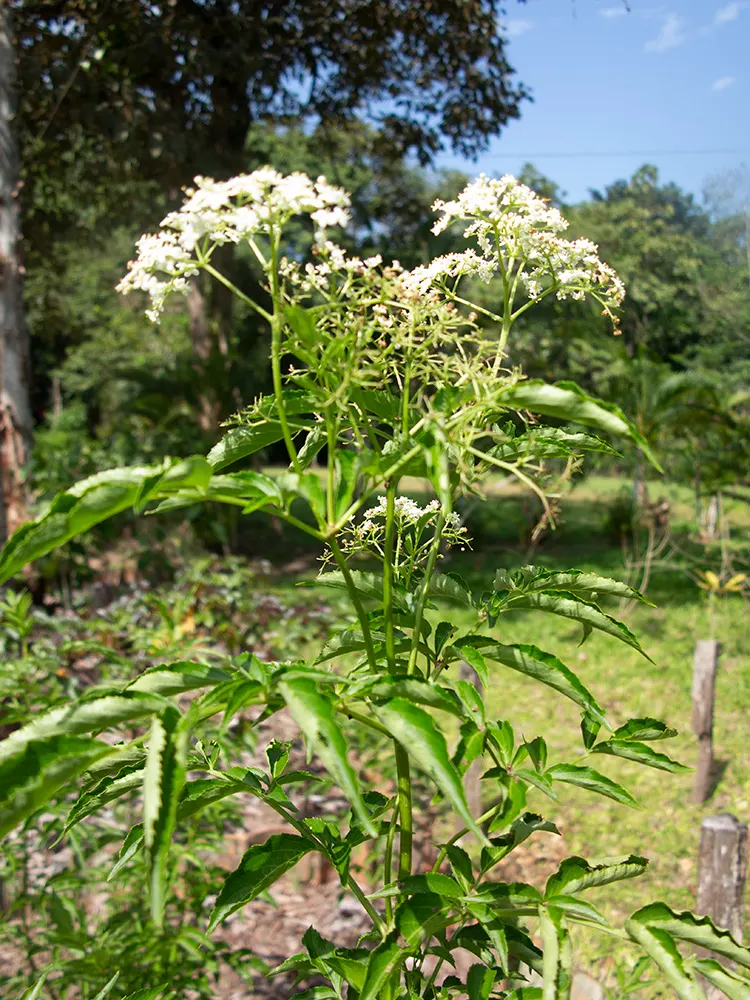 Blue Elderberry (Sambucus Mexicana) — As a fast-growing species, it is ideal for quickly filling spaces or creating natural borders; though it can, image 91