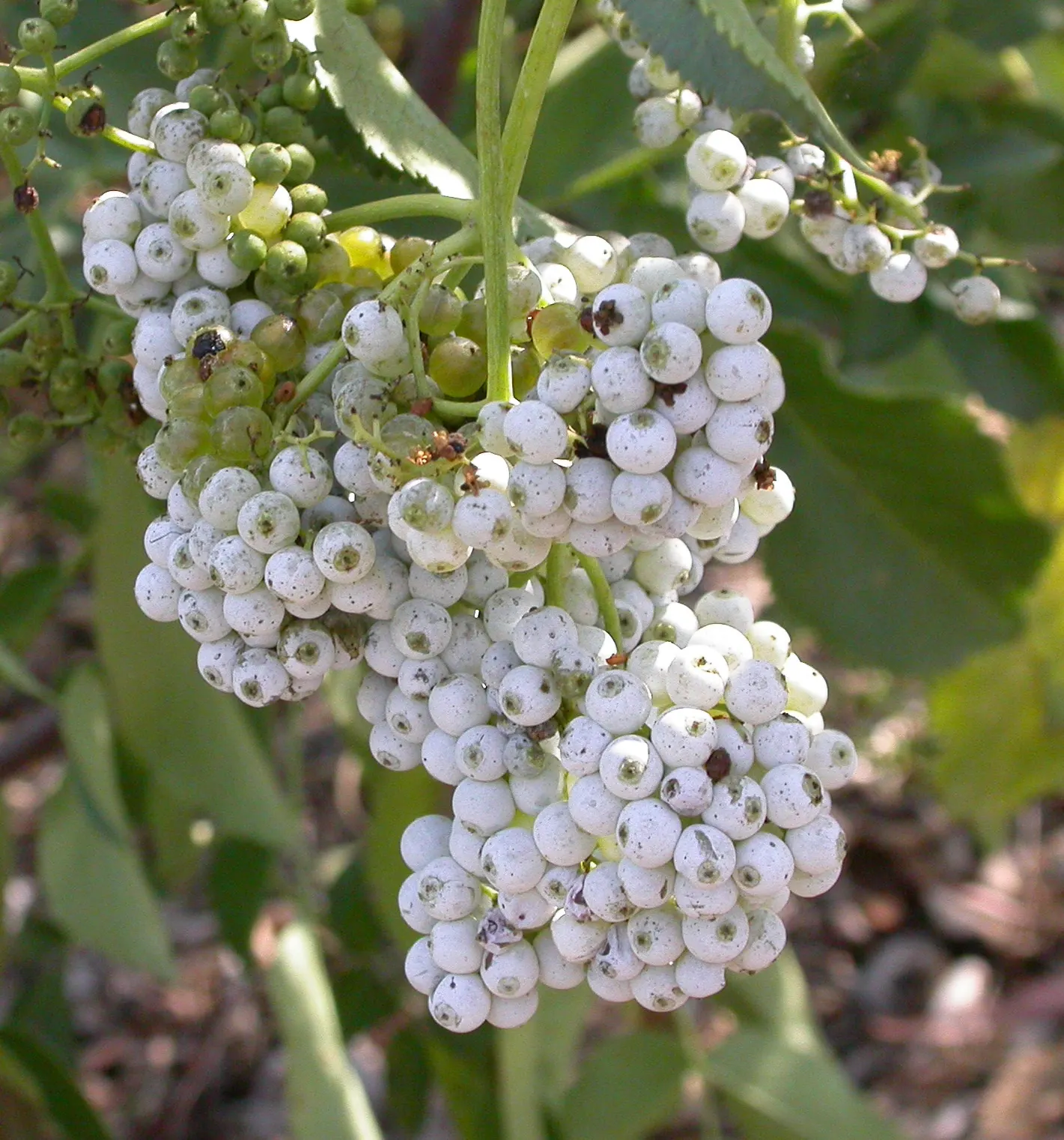 Blue Elderberry (Sambucus Mexicana) — white flowers in the garden; scientifically named Sambucus mexicana, image 94