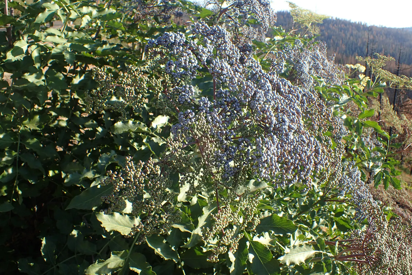 Blue Elderberry (Sambucus Mexicana) — Not only are these berries visually appealing against the backdrop of its dark green leaves; it is hardy in, image 61