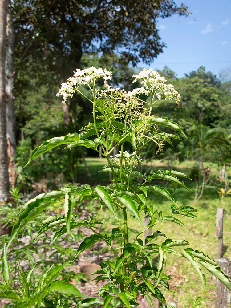 Blue Elderberry (Sambucus Mexicana) — This is a low-maintenance plant that has a high impact in the garden both aesthetically and ecologically