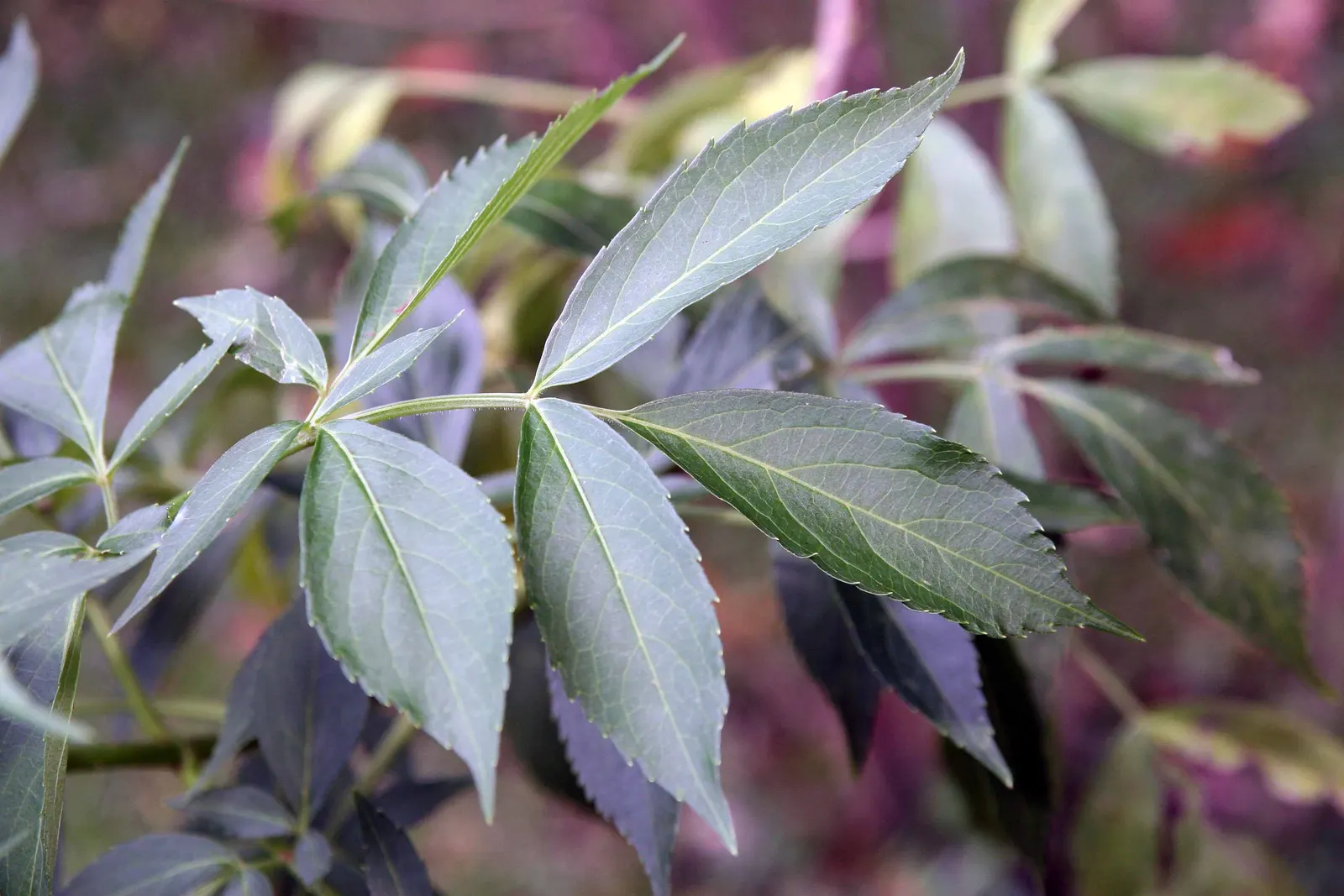 Blue Elderberry (Sambucus Mexicana) — each approximately 1/8 to 1/4 inch in diameter; it often reaches a mature height of 6 to 12 feet with a similar spread