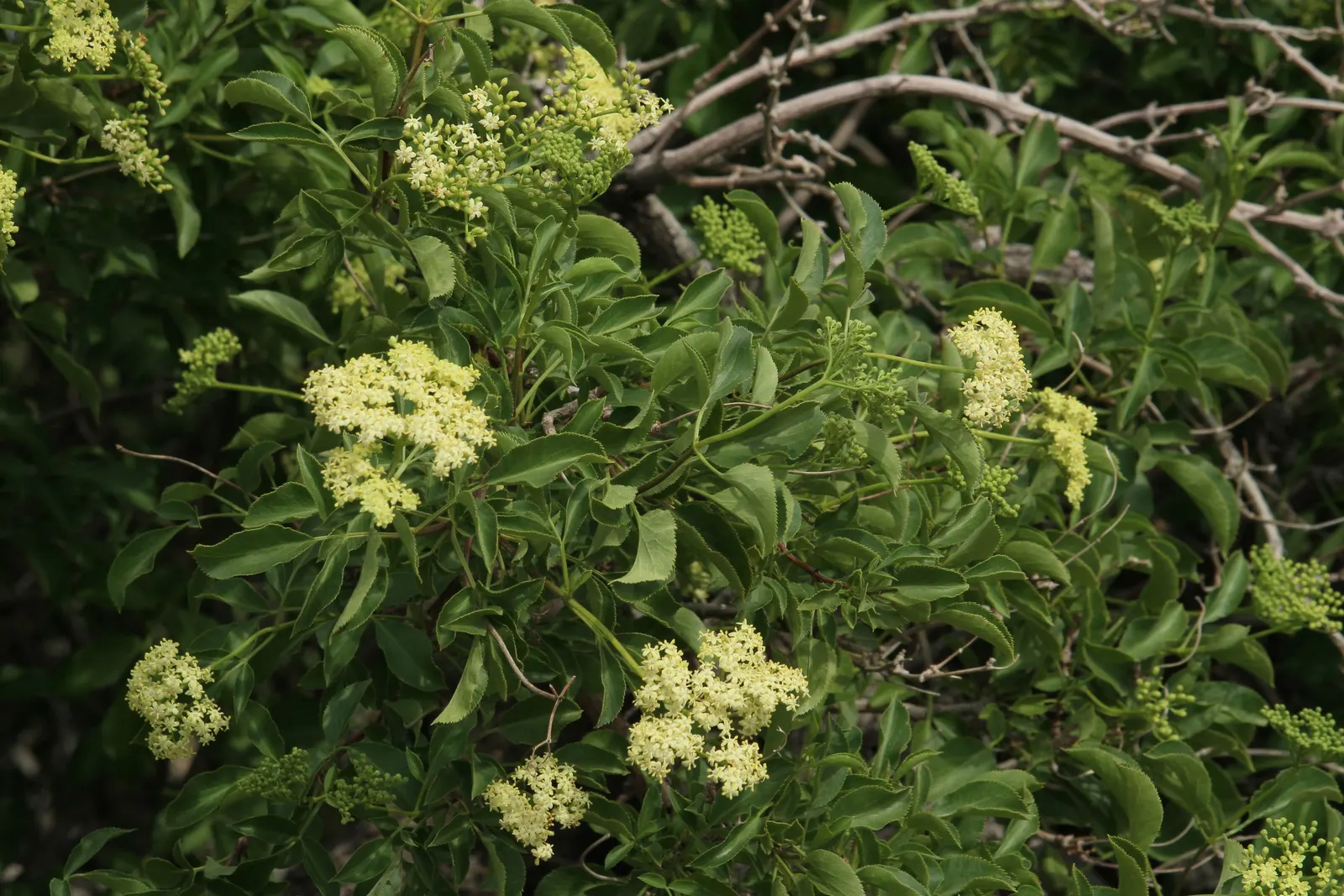 Blue Elderberry (Sambucus Mexicana) — This deciduous plant boasts creamy-white flower clusters in late spring; or wildlife garden designs makes it, image 51