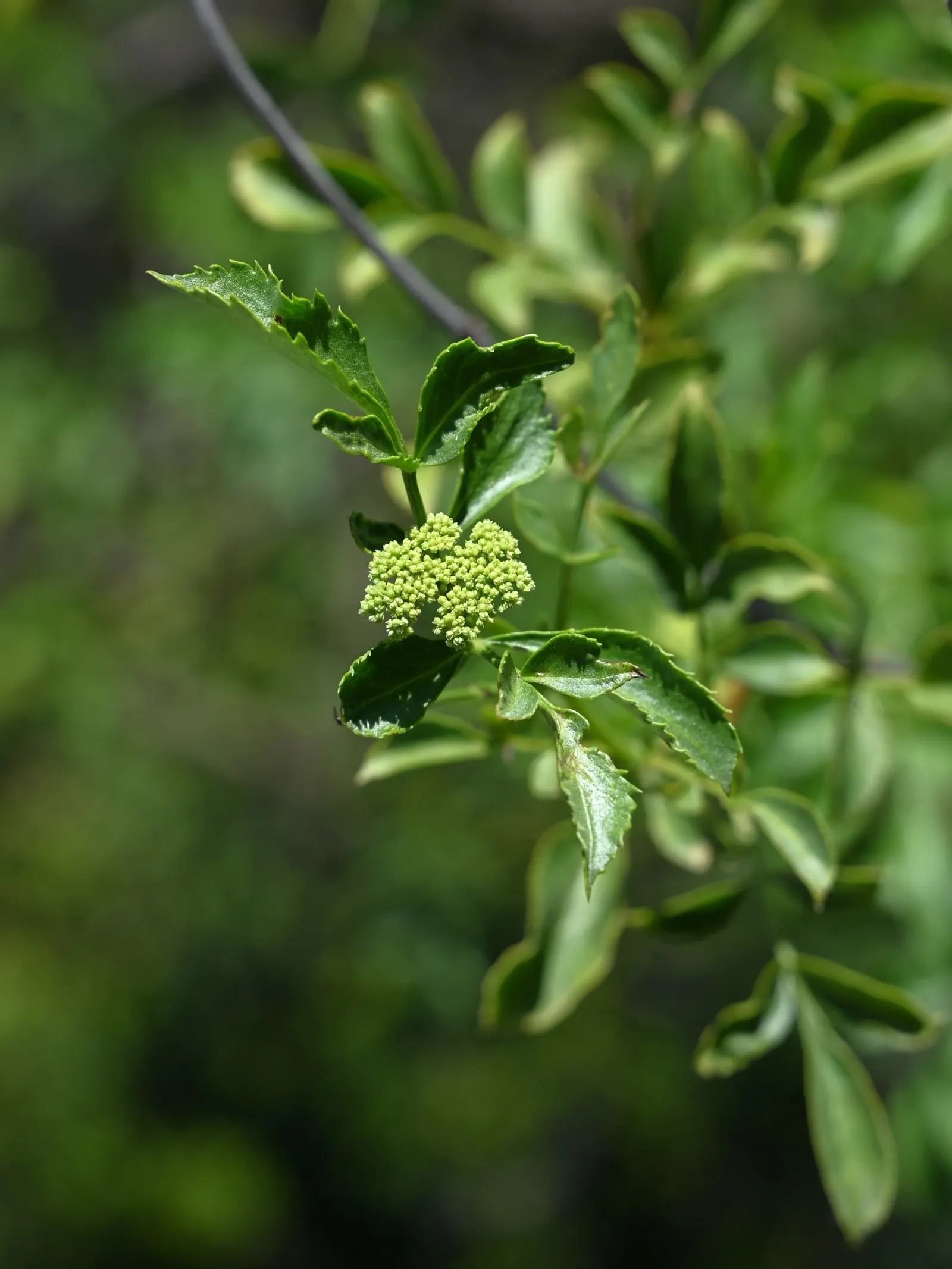Blue Elderberry (Sambucus Mexicana) — Not only are these berries visually appealing against the backdrop of its dark green leaves; it is hardy in, image 85