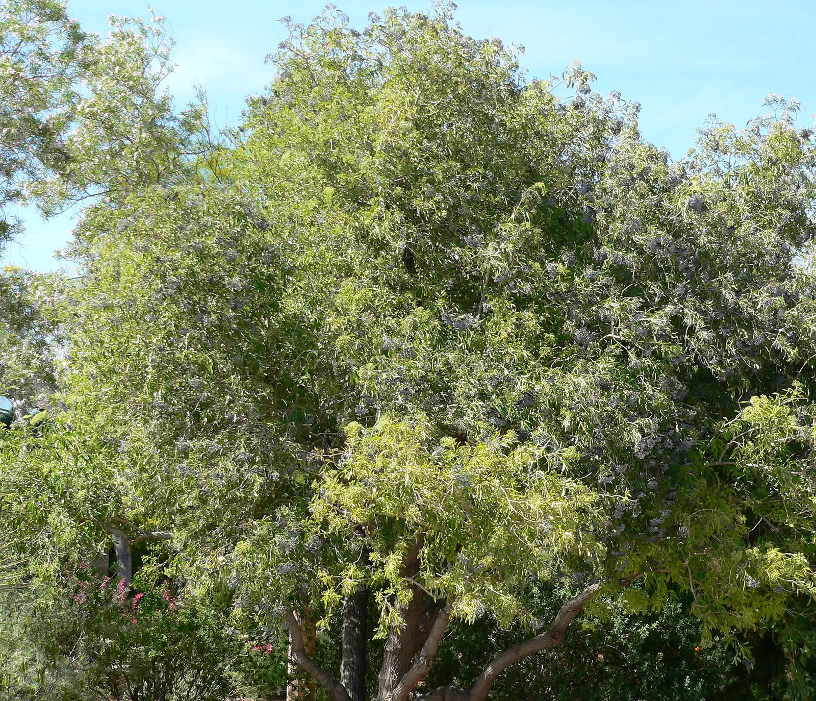 Blue Elderberry (Sambucus Mexicana) — This plant is characterized by its dense; it grows up to 10 feet tall and wide, thriving in USDA zones 7-10, image 83