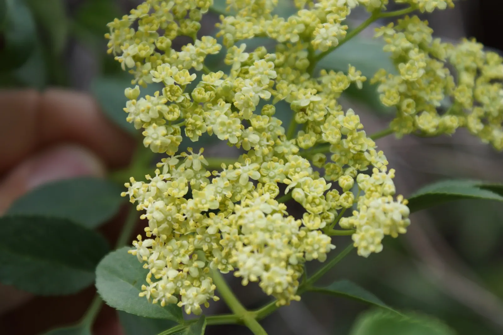 Blue Elderberry (Sambucus Mexicana) — shrub with white blooms