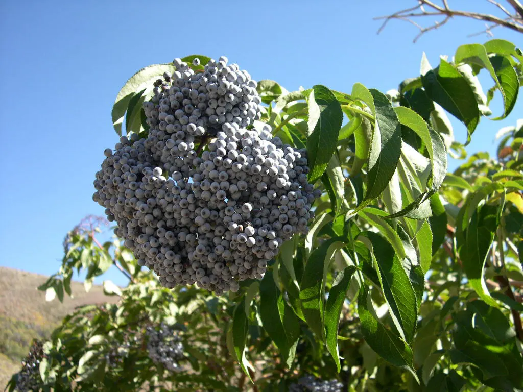 Blue Elderberry (Sambucus Mexicana) — As a fast-growing species, it is ideal for quickly filling spaces or creating natural borders; though it can sometimes
