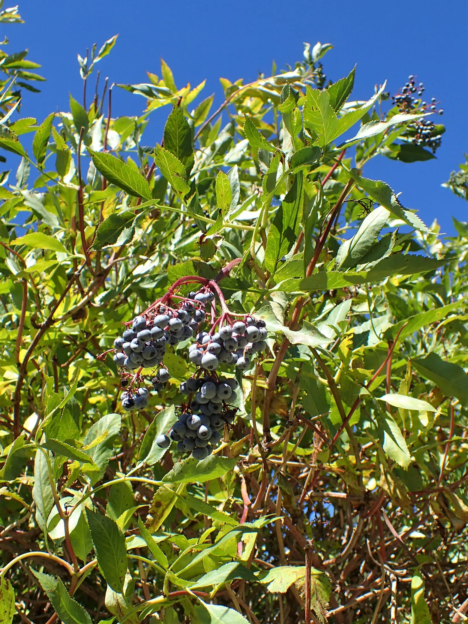 Blue Elderberry (Sambucus Mexicana) — shrub with white blooms; but they are also edible and a valuable food source for local wildlife