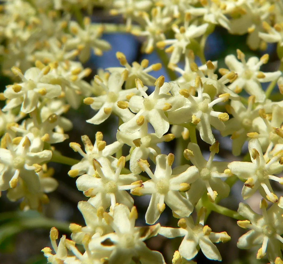 Blue Elderberry (Sambucus Mexicana) — It is hardy in USDA zones 4 through 9; not only are these berries visually appealing against the backdrop of, image 88