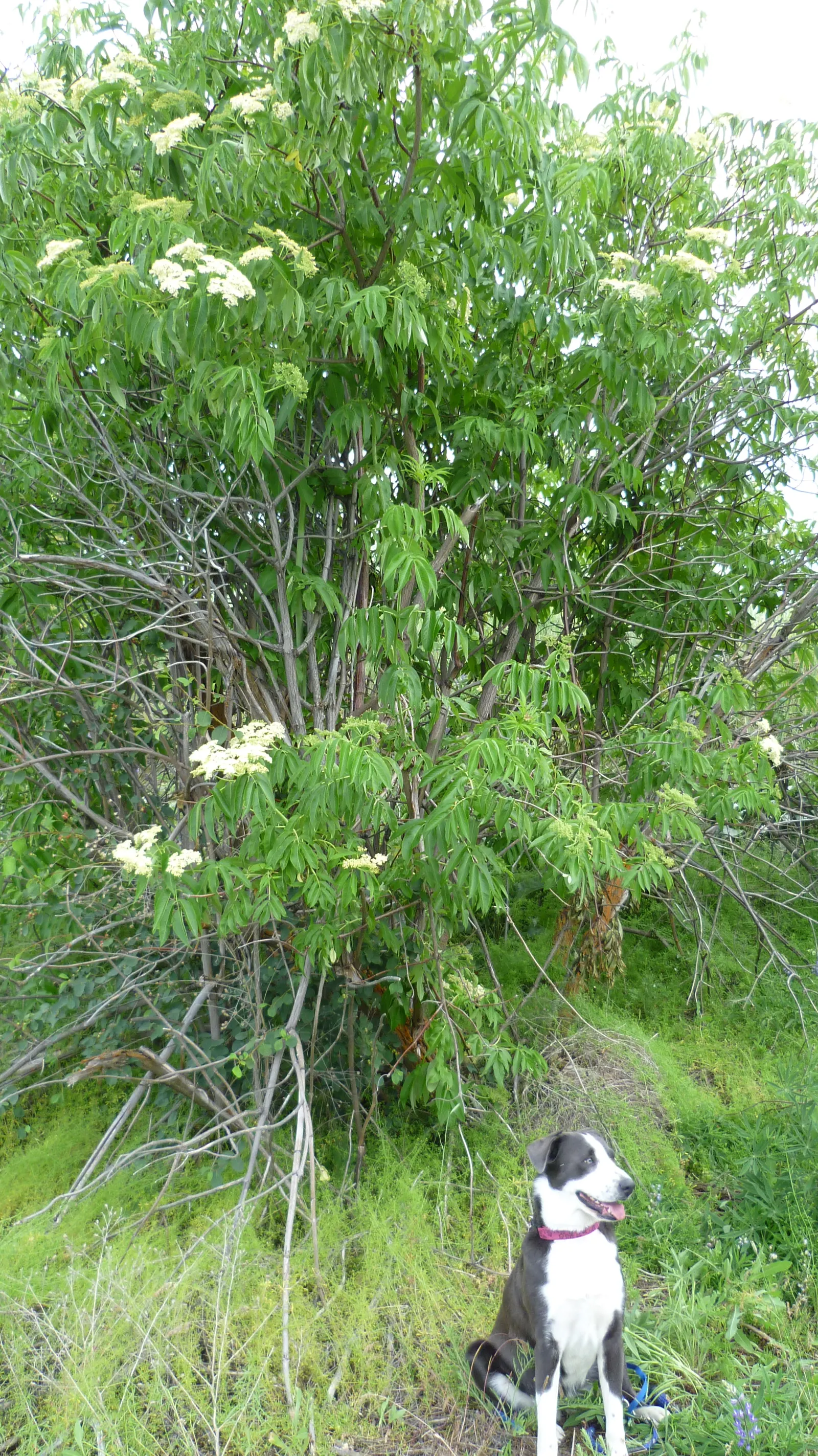 Blue Elderberry (Sambucus Mexicana) — It often reaches a mature height of 6 to 12 feet with a similar spread; each approximately 1/8 to 1/4 inch in diameter
