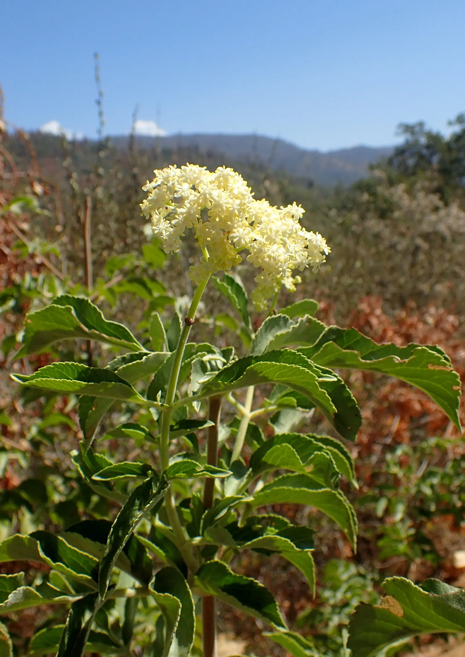 Blue Elderberry (Sambucus Mexicana) — including birds and butterflies; space plants 6-10 feet apart for a lush landscape feature, image 63