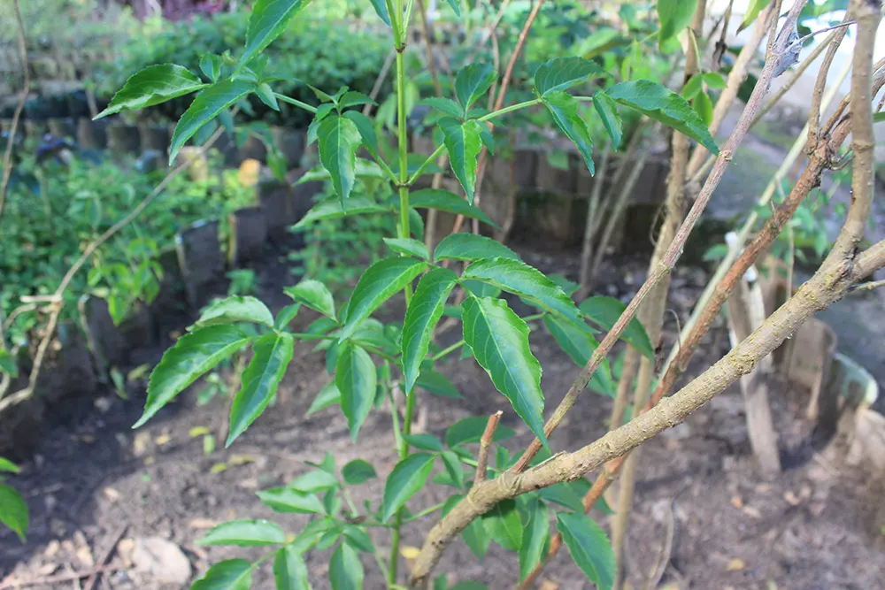 Blue Elderberry (Sambucus Mexicana) — This is a low-maintenance plant that has a high impact in the garden both aesthetically and ecologically, image 93