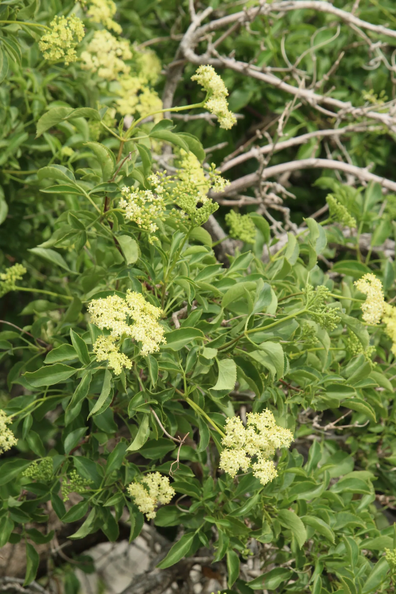 Blue Elderberry (Sambucus Mexicana) — It prefers full sun to partial shade and moderate water, adding wildlife appeal and hedging aesthetics; is an, image 53