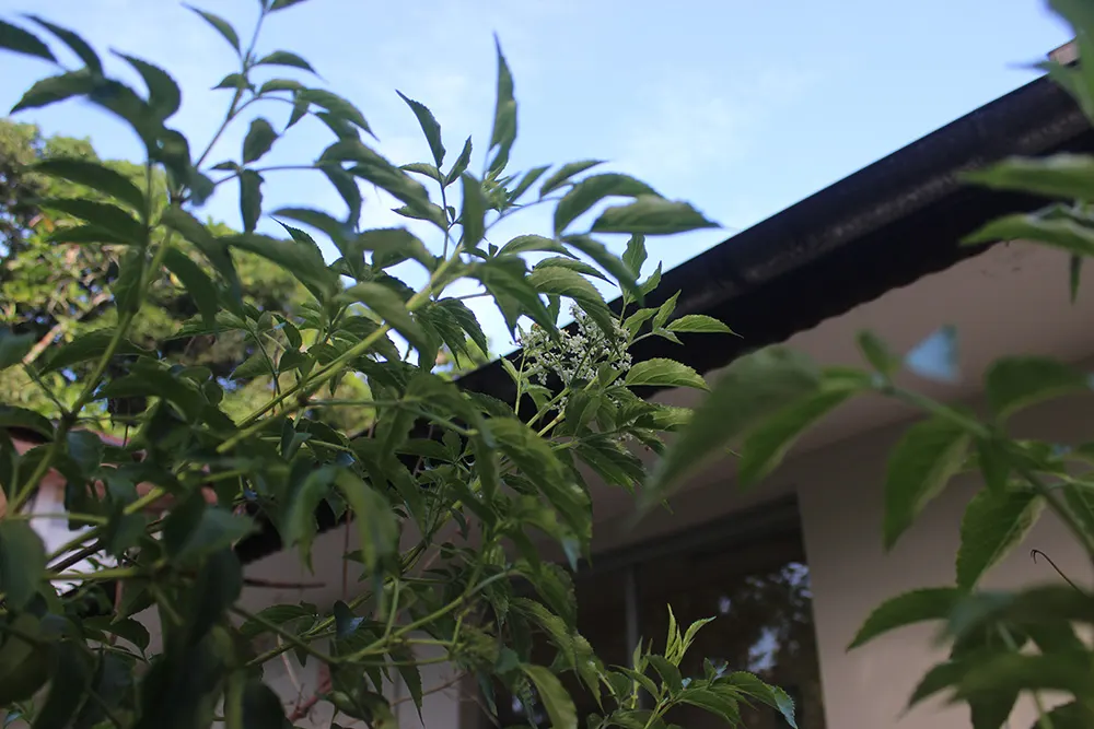 Blue Elderberry (Sambucus Mexicana) — succeeded by edible blue-black berries; blue Elderberry, or Sambucus mexicana, is a versatile shrub native to, image 76