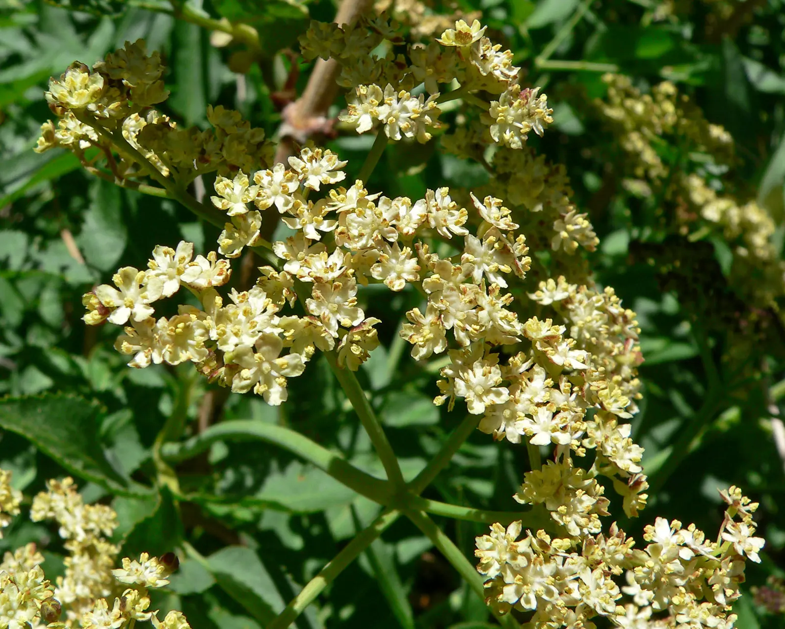Blue Elderberry (Sambucus Mexicana) — Its versatility in natural; prune as needed to encourage a more compact growth habit and to remove any dead, image 89