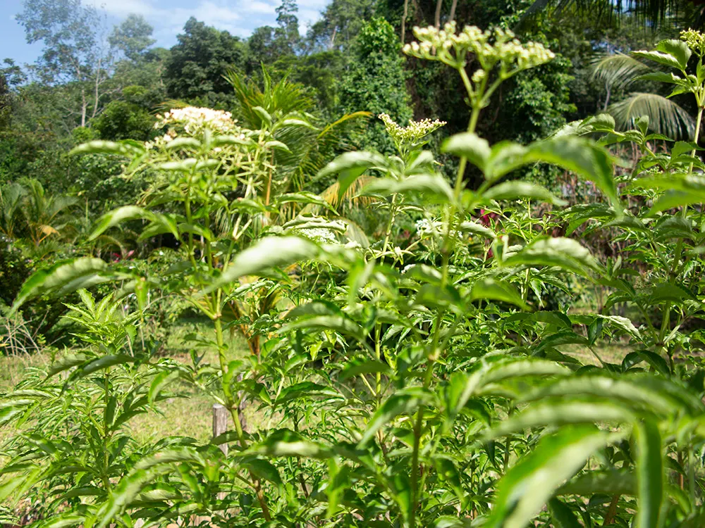 Blue Elderberry (Sambucus Mexicana) — Prune as needed to encourage a more compact growth habit and to remove any dead or diseased wood; its, image 92