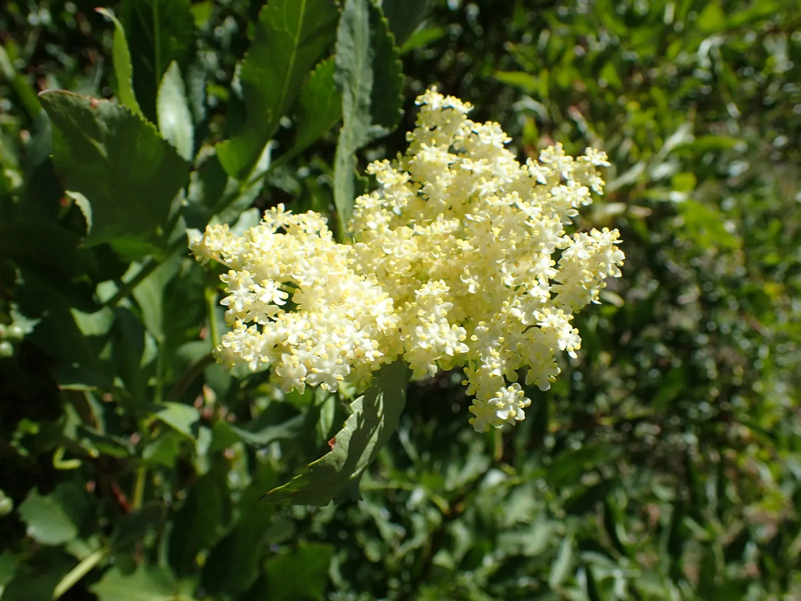 Blue Elderberry (Sambucus Mexicana) — Space plants 6-10 feet apart for a lush landscape feature; including birds and butterflies, image 54