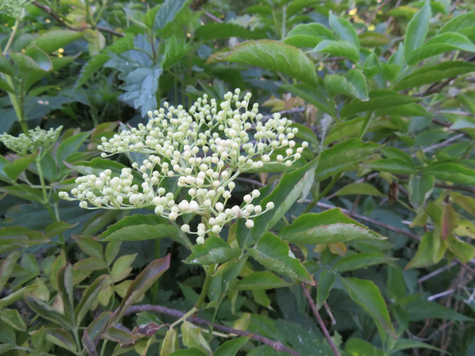 Blue Elderberry (Sambucus Mexicana) — shrub with white blooms; but they are also edible and a valuable food source for local wildlife, image 71