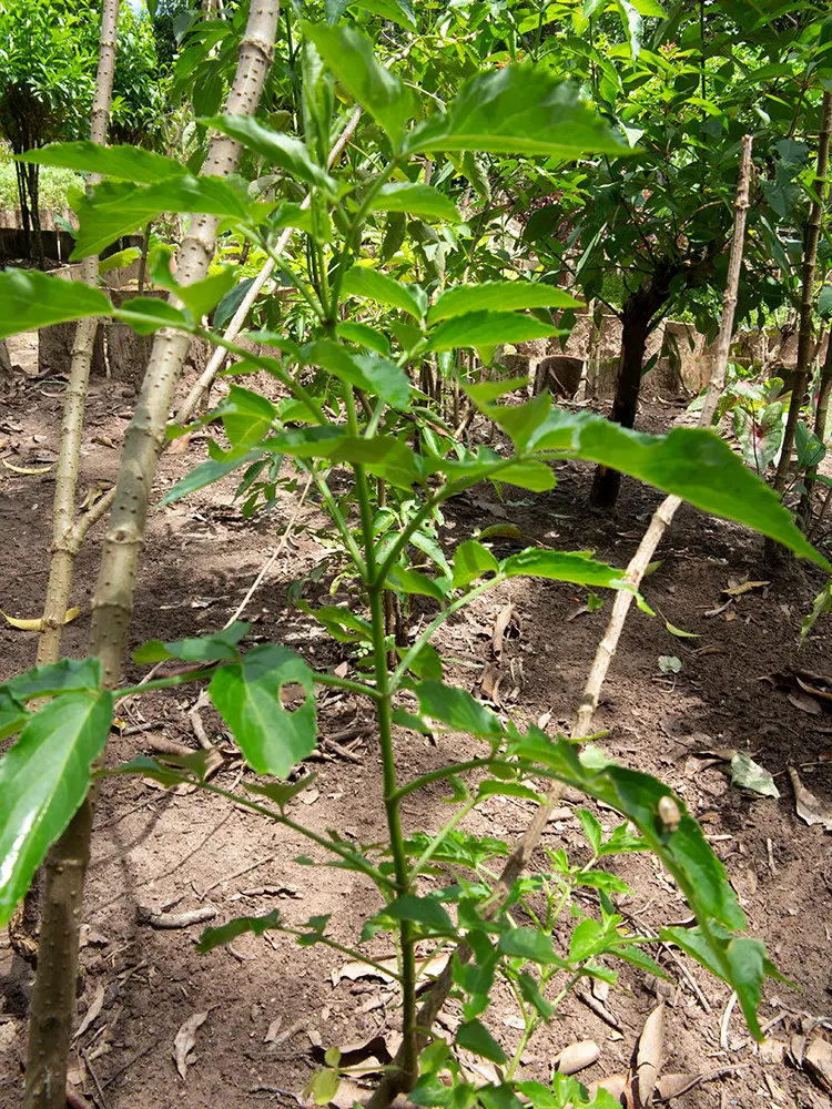 Blue Elderberry (Sambucus Mexicana) — Prune as needed to encourage a more compact growth habit and to remove any dead or diseased wood