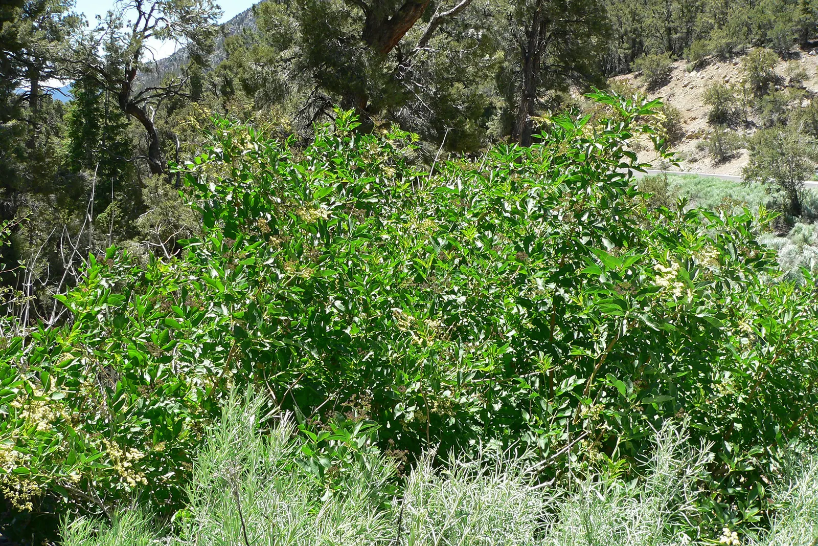 Blue Elderberry (Sambucus Mexicana) — or wildlife garden designs makes it an excellent choice for a variety of settings