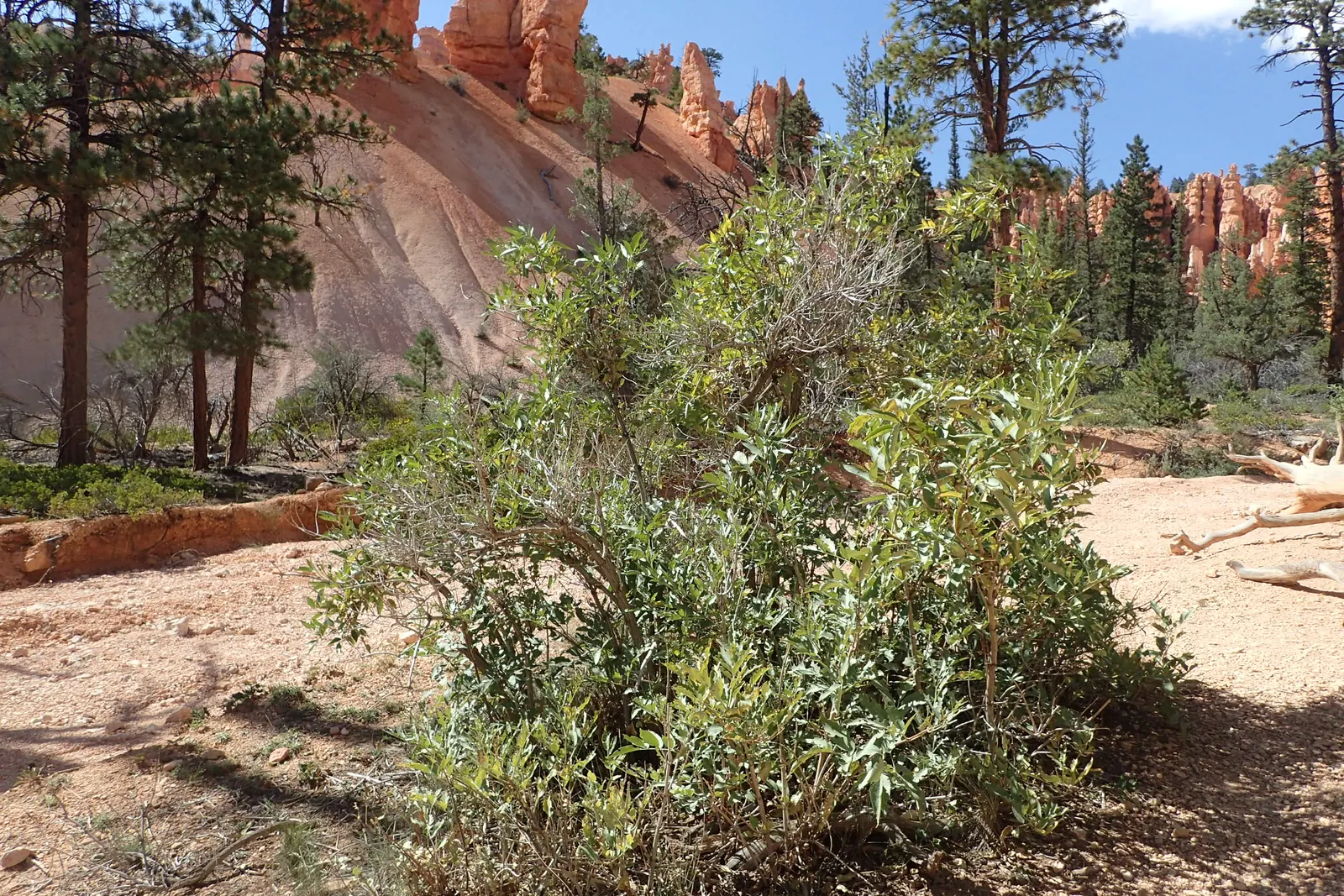 Blue Elderberry (Sambucus Mexicana) — though it can sometimes stretch upwards to 30 feet in optimal conditions; as a fast-growing species, it is, image 58