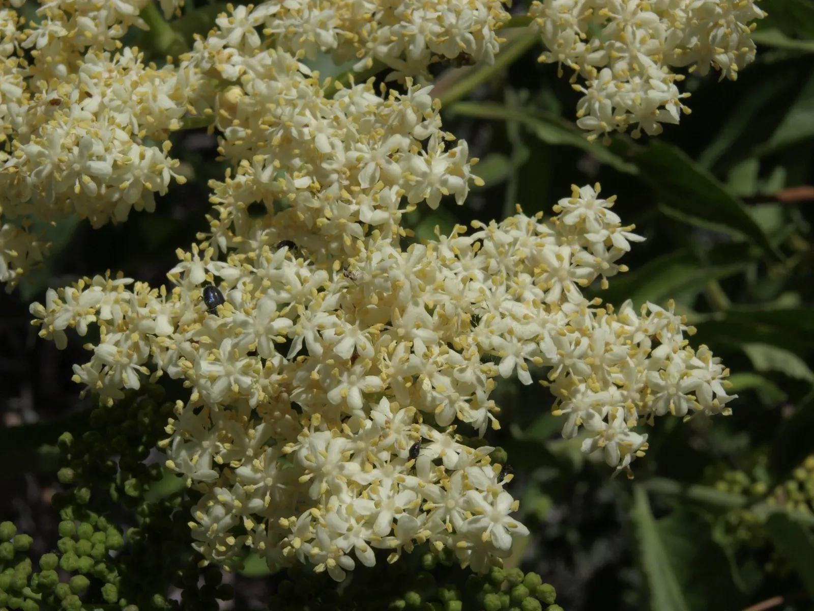 Blue Elderberry (Sambucus Mexicana) — or wildlife garden designs makes it an excellent choice for a variety of settings; this deciduous plant boasts