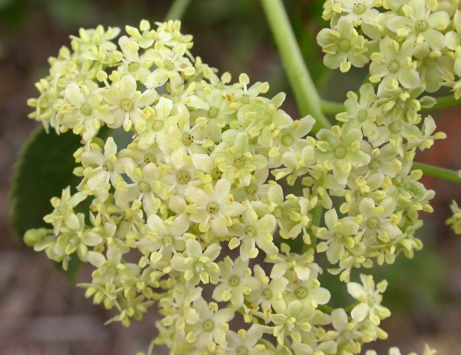 Blue Elderberry (Sambucus Mexicana) — Blue Elderberry, or Sambucus mexicana, is a versatile shrub native to the southwestern U.S