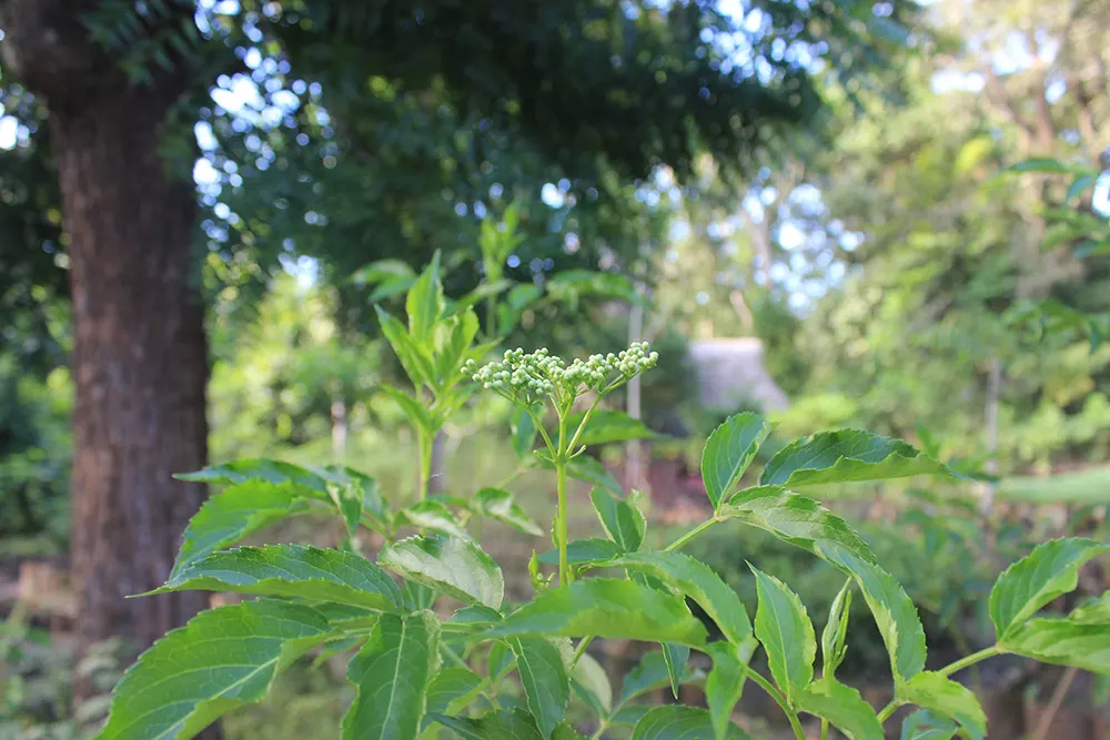 Blue Elderberry (Sambucus Mexicana) — Blue Elderberry, or Sambucus mexicana, is a versatile shrub native to the southwestern U.S; succeeded by, image 73