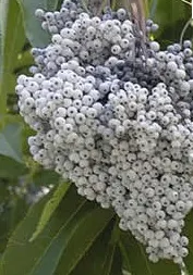Blue Elderberry (Sambucus Mexicana) — shrub with white blooms; but they are also edible and a valuable food source for local wildlife, image 95