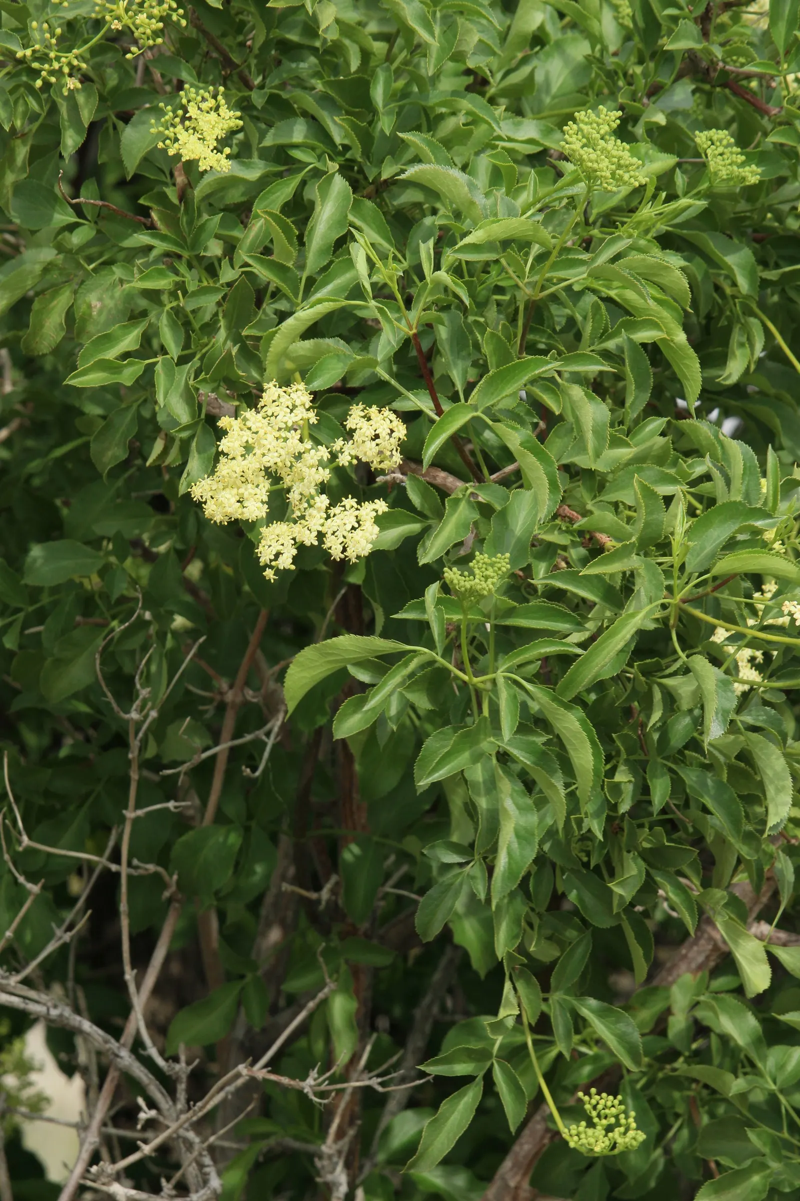 Blue Elderberry (Sambucus Mexicana) — It grows up to 10 feet tall and wide, thriving in USDA zones 7-10; this plant is characterized by its dense, image 50