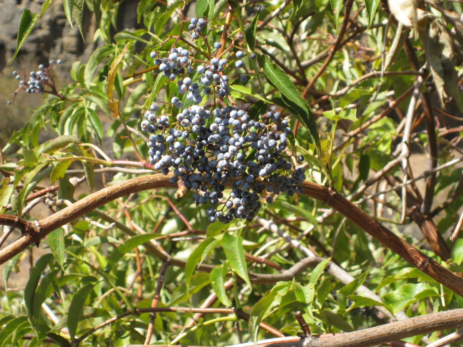 Blue Elderberry (Sambucus Mexicana) — white flowers in the garden; scientifically named Sambucus mexicana
