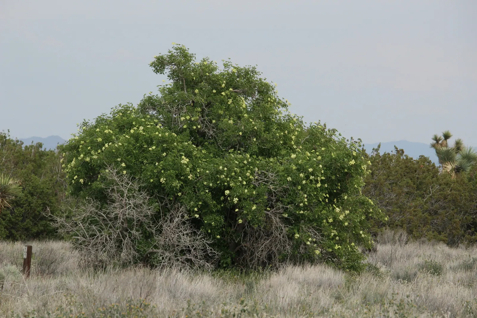 Blue Elderberry (Sambucus Mexicana) — Blue Elderberry, or Sambucus mexicana, is a versatile shrub native to the southwestern U.S; succeeded by, image 49