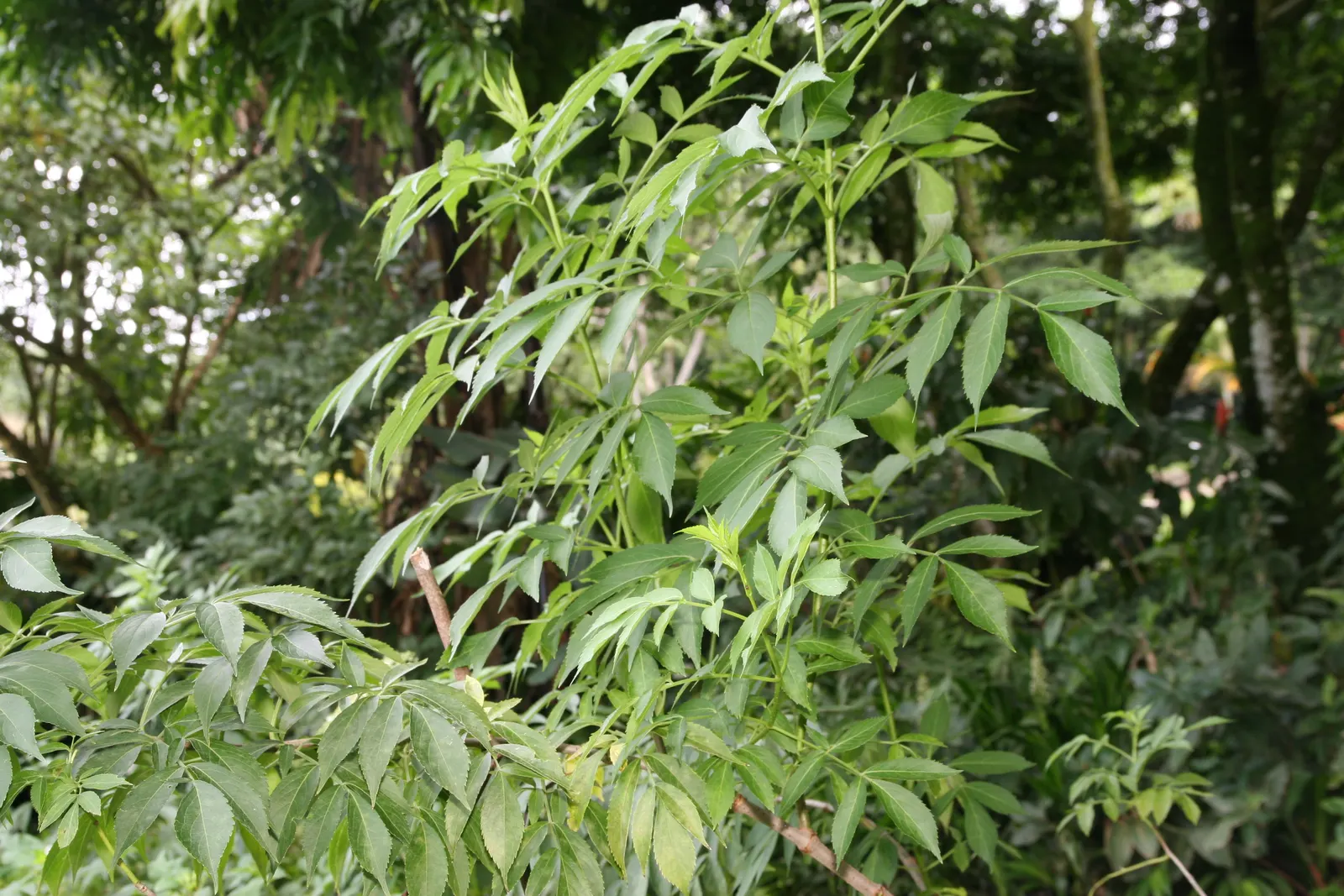 Blue Elderberry (Sambucus Mexicana) — but they are also edible and a valuable food source for local wildlife; shrub with white blooms