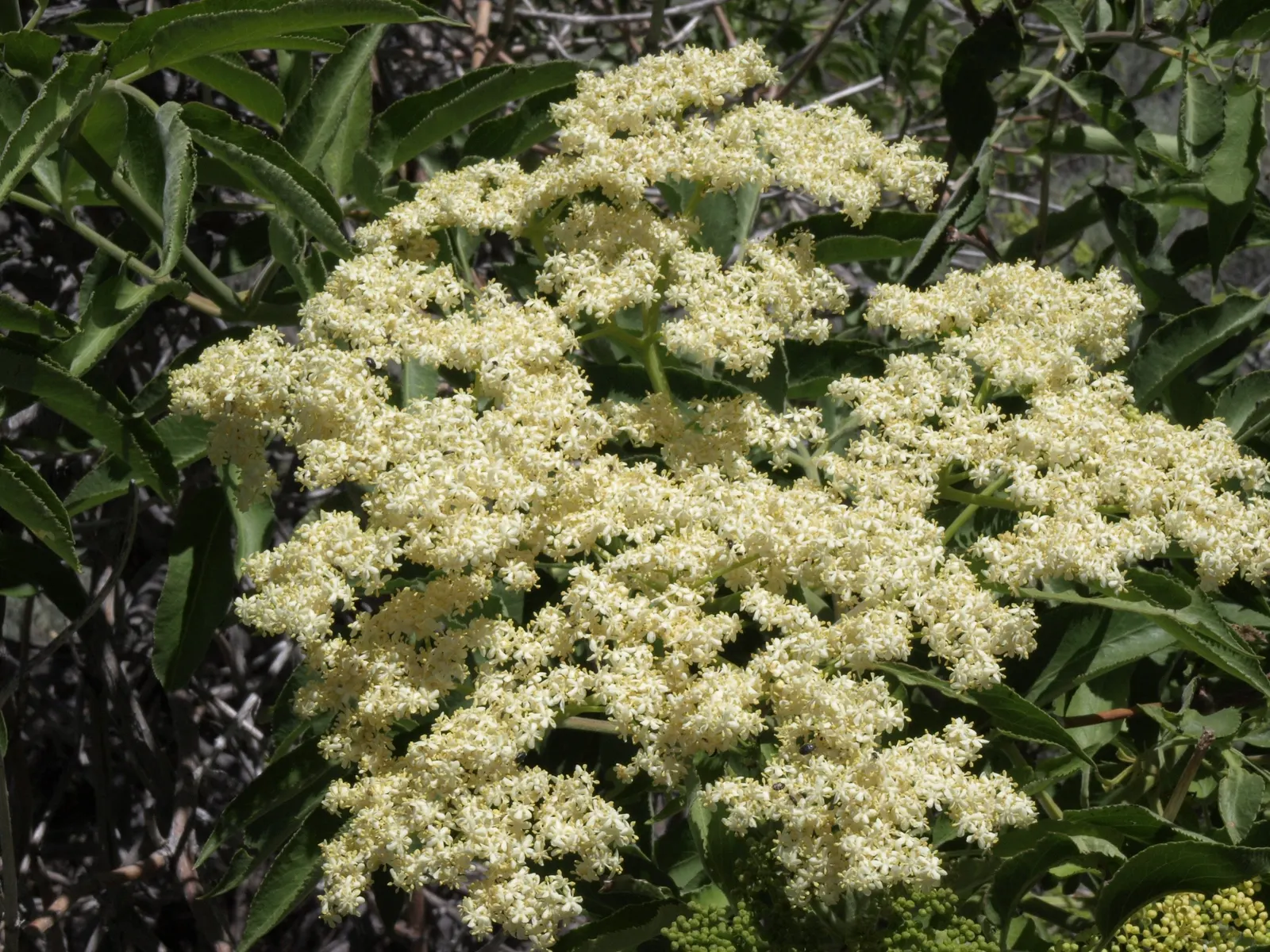 Blue Elderberry (Sambucus Mexicana) — Its versatility in natural; prune as needed to encourage a more compact growth habit and to remove any dead or diseased