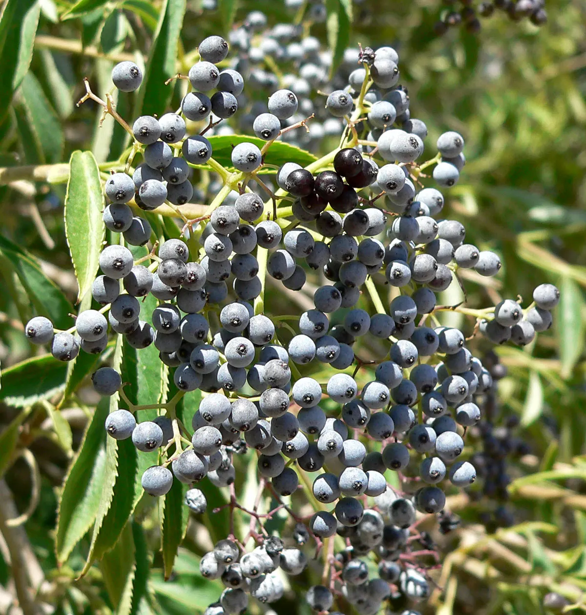 Blue Elderberry (Sambucus Mexicana) — but they are also edible and a valuable food source for local wildlife; shrub with white blooms, image 86