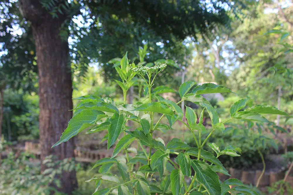 Blue Elderberry (Sambucus Mexicana) — shrub for full; this is a low-maintenance plant that has a high impact in the garden both aesthetically and, image 72