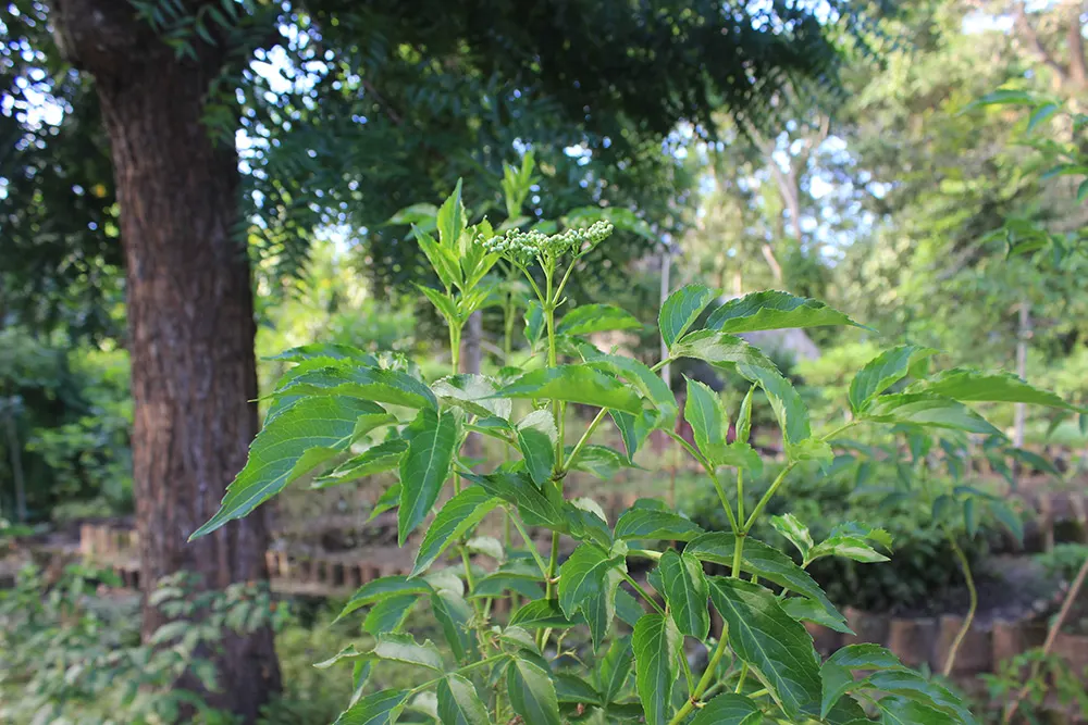 Blue Elderberry (Sambucus Mexicana) — Blue Elderberry, or Sambucus mexicana, is a versatile shrub native to the southwestern U.S; succeeded by edible